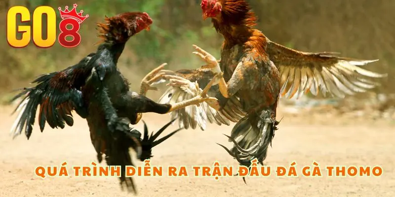 Quá trình diễn ra trận đấu đá gà Thomo