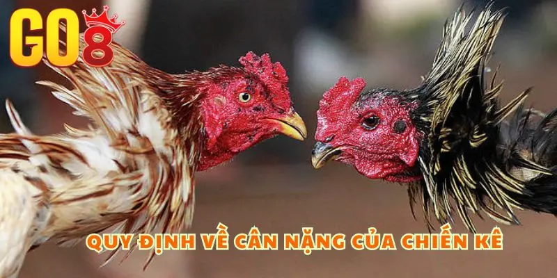 Các quy định về cân nặng của chiến kê