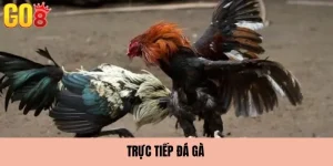 Đá gà trực tiếp