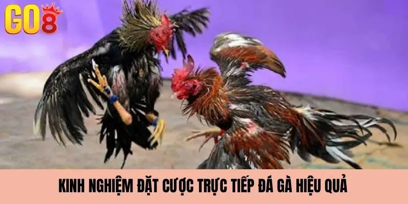 Kinh nghiệm tham gia đặt cược đá gà trực tiếp