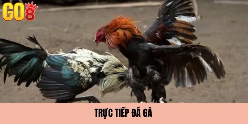 Đá gà trực tiếp